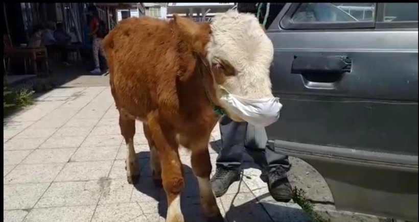 Kars'ta ilginç olay! Rahatsızlanan buzağıyı maske takıp veterinere götürdüler - Resim: 2