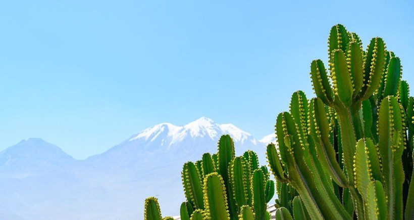 Kaktüs kaçakçıları çöllerde ağaç bırakmıyor - Resim: 1