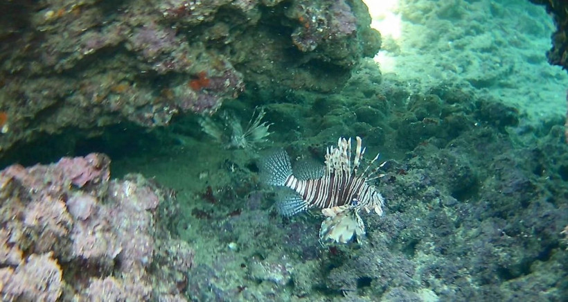 Dünyanın en zehirli balığı Antalya'da görüldü - Resim: 4