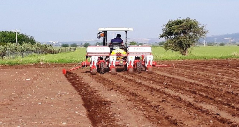 Nesillerce gelir sağlayacak! Bir kez ekince 100 yıla kadar meyve veriyor... - Resim: 1