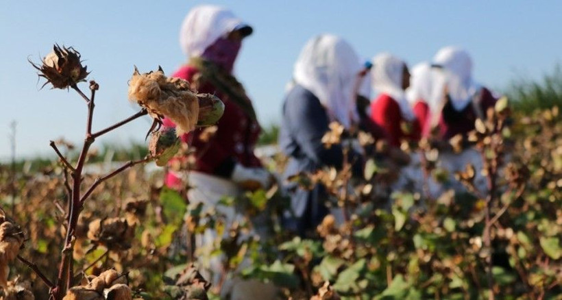 Beyaz altın olarak biliniyor! Adana'da büyük kazanç sağlayan pamuk hasadı başladı... - Resim: 4