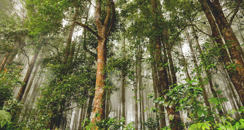 Yeni harita orman kayıplarının nedenini ortaya koyuyor - Resim: 1