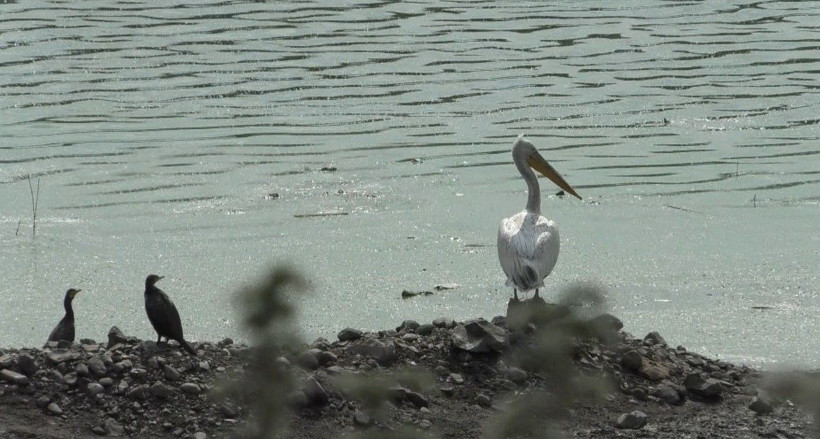 Pelikanlar Kars Baraj Gölü’nde görsel şölen oluşturdu - Resim: 1