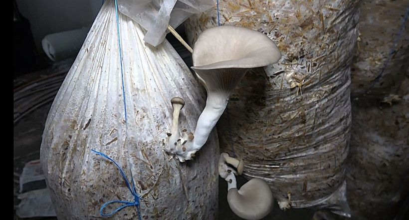 Düzce'de ek gelir için üretime başladı bir odanın aylık 10 ile 15 bin lira kazancı var - Resim: 2