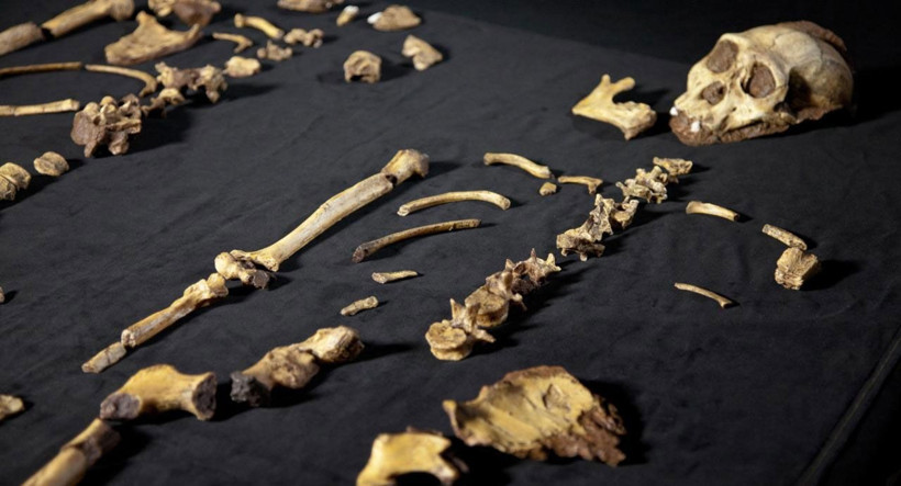 İnsanlık tarihini aydınlatacak 'küçük ayak'ta flaş gelişme! Yürüyebiliyor ama... - Resim: 4