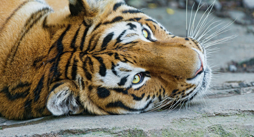 13 kişiyi yedi! Yakalamak için 150 kişilik ekip kuruldu - Resim: 3