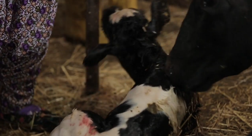 Ezgi Sertel'in zor anları canlı yayında ne yapacağını şaşırdı - Resim: 3