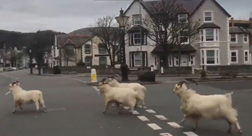Karantina manzaraları yaban hayvanları şehre indi! - Resim: 1