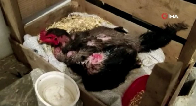 Elazığ'da kesmek için horoz aldı fark edince şok oldu! Duyanlar inanmayıp kümese geliyor - Resim: 3