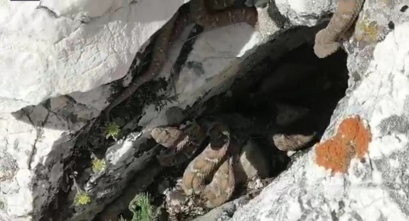 Maraş'ta ortaya çıktı bu yılanın tek ısırığı öldürüyor sürü halindeki görüntüleri ürküttü - Resim: 4