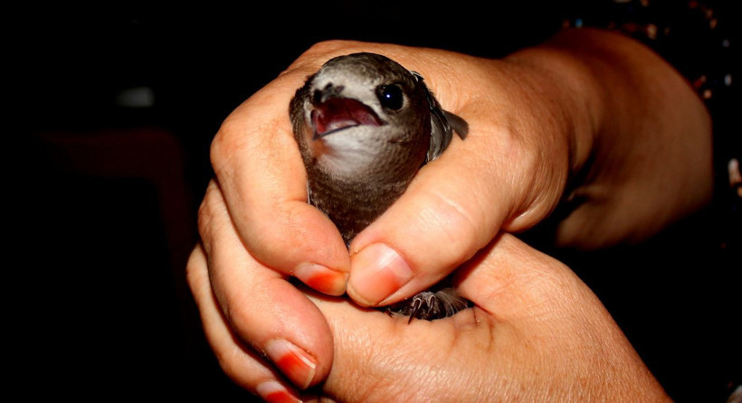 Muğla'da bulunan yaralı Ebabil Kuşu koruma altına alındı - Resim: 1