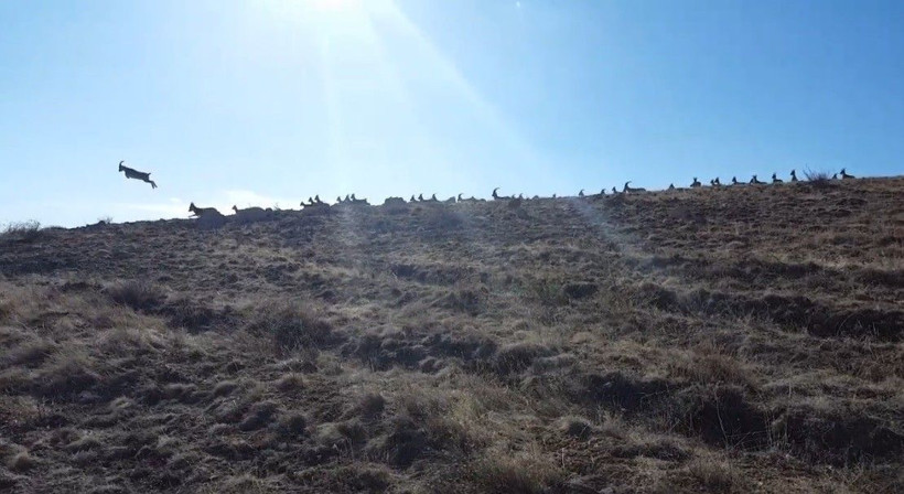 Erizncan'da Vaşak’ın dağ keçisi sürüsüne saldırı anı kamerada - Resim: 4