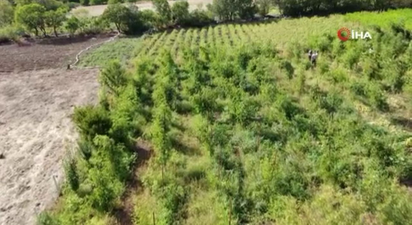 Ankara'da bu işe başladı! Paraya para demiyor: Bunu yetiştirmeyene yazıklar olsun - Resim: 2