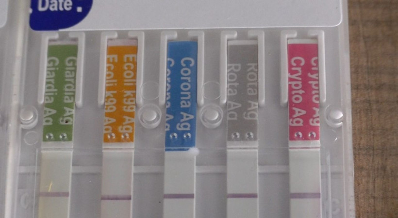 Kars'ta buzağılarda koronavirüs çıktı! Vatandaş korkudan buzağıları bırakıp gitti - Resim: 4