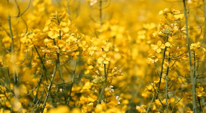 Türkiye'de ekim oranı 9 kat arttı! Ayçiçek yağına rakip olacak - Resim: 4