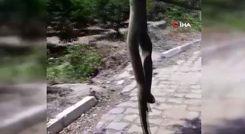 Çilek tarlasında yılan dehşeti! 2 buçuk metrelik yılan yürekleri ağıza getirdi - Resim: 4