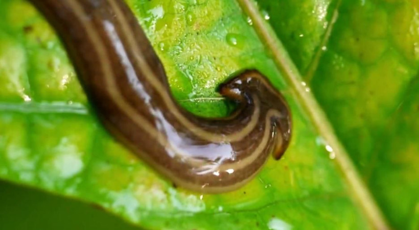 Asya'dan gelen ölümsüz yılan büyük panik yarattı! Kendini yeniliyor öldürülemiyor - Resim: 1