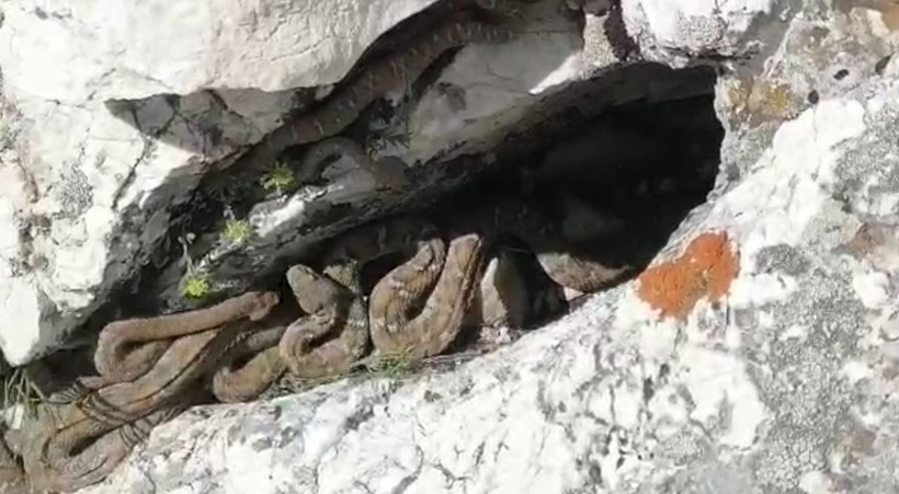 Maraş'ta ortaya çıktı bu yılanın tek ısırığı öldürüyor sürü halindeki görüntüleri ürküttü - Resim: 1