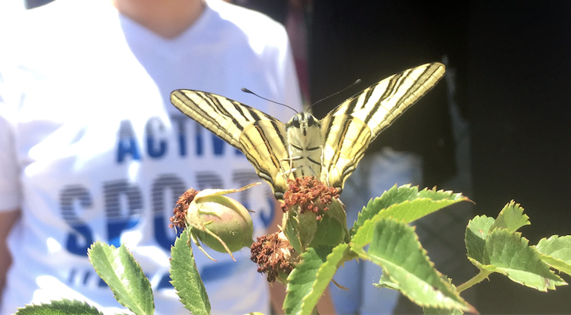 Eşine nadir rastlanıyorken Sivas'ta görüldü! Çevredekiler bir anda telefona sarıldı - Resim: 1