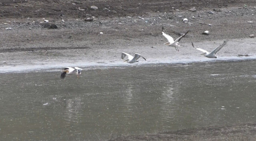 Pelikanlar Kars Baraj Gölü’nde görsel şölen oluşturdu - Resim: 3