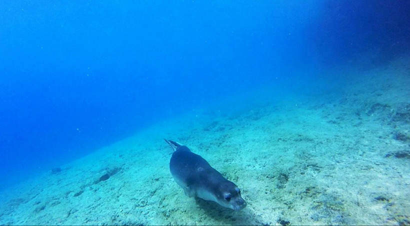 Muğla'da görenler şaşkına döndü! İlk defa bu kadar fazla görüntülendiler - Resim: 2