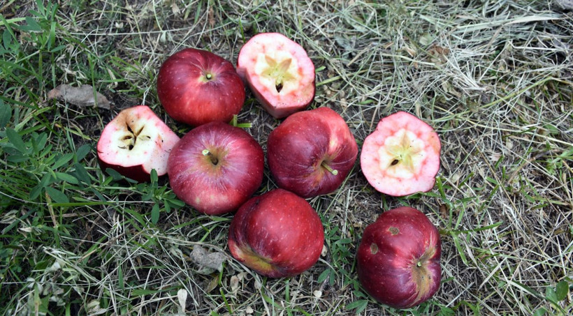 Daha önce böyle elma görmediniz Türkiye'nin sadece bir ilçesinde yetişiyor - Resim: 1