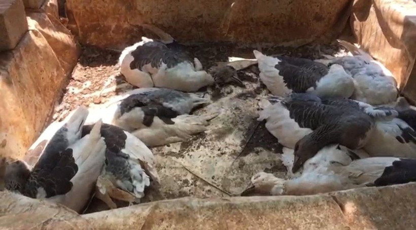 Antalya'da dehşet görüntüler! Hem sahtekarlık hem katliam - Resim: 2