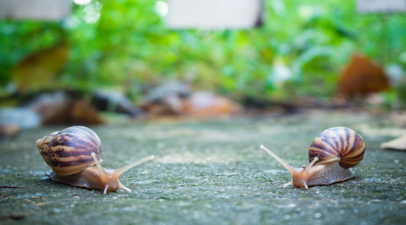 İddia üzerine sümüklü böcek yiyen genç öldü - Resim: 3
