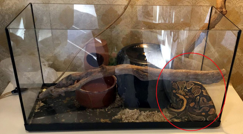 Antalya'da tefeciler senedi imzalamayanların üzerine piton bırakmışlar - Resim: 2