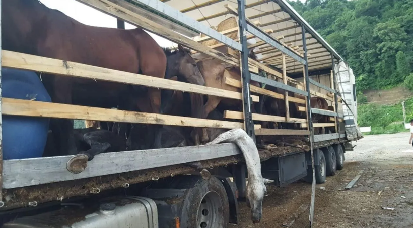 Artvin'de tırın dorsesinde terkedilmiş hasta ve ölü atlar yürekleri sızlattı - Resim: 1