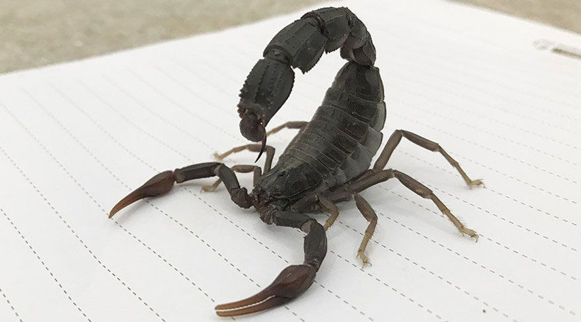 Mısır'da akrep istilası! 3 kişi öldü 450 yaralı var - Resim: 3