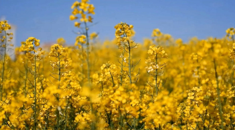 Türkiye'de ekim oranı 9 kat arttı! Ayçiçek yağına rakip olacak - Resim: 2