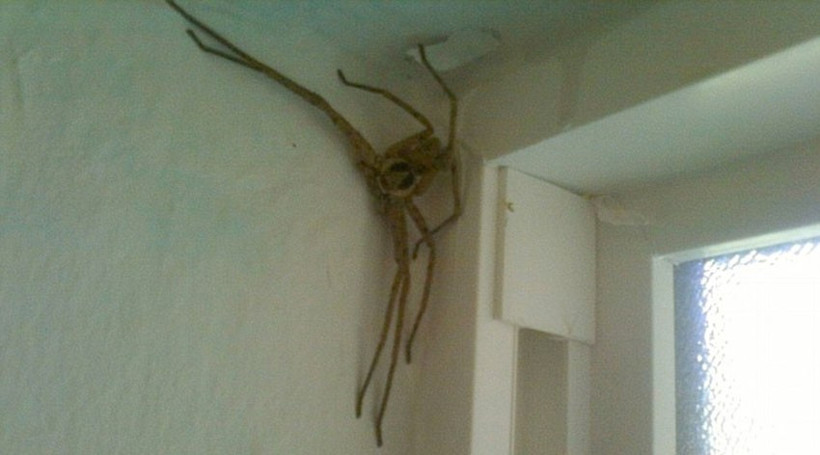 Klozetin kapağını açtı kurbağalarla karşılaştı korkunç... - Resim: 1