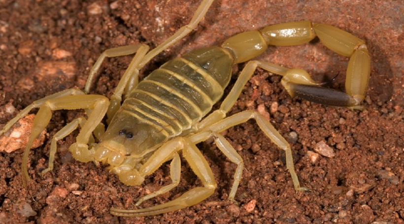 Dünyanın en zehirli akrebine bakın Aydın'da görenler nereye kaçacağını şaşırdı! - Resim: 4