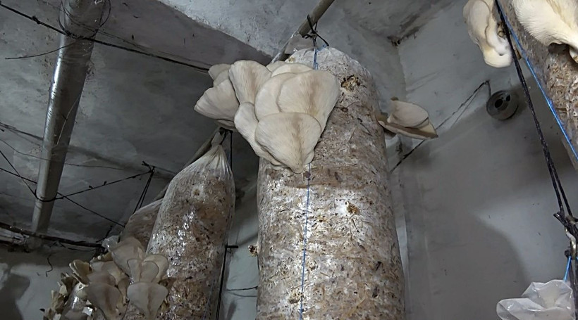 Düzce'de ek gelir için üretime başladı bir odanın aylık 10 ile 15 bin lira kazancı var - Resim: 4