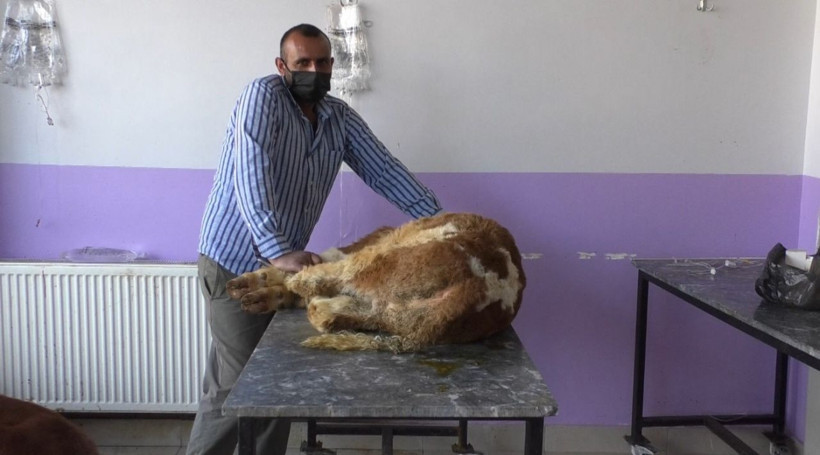 Kars'ta buzağılarda koronavirüs çıktı! Vatandaş korkudan buzağıları bırakıp gitti - Resim: 2