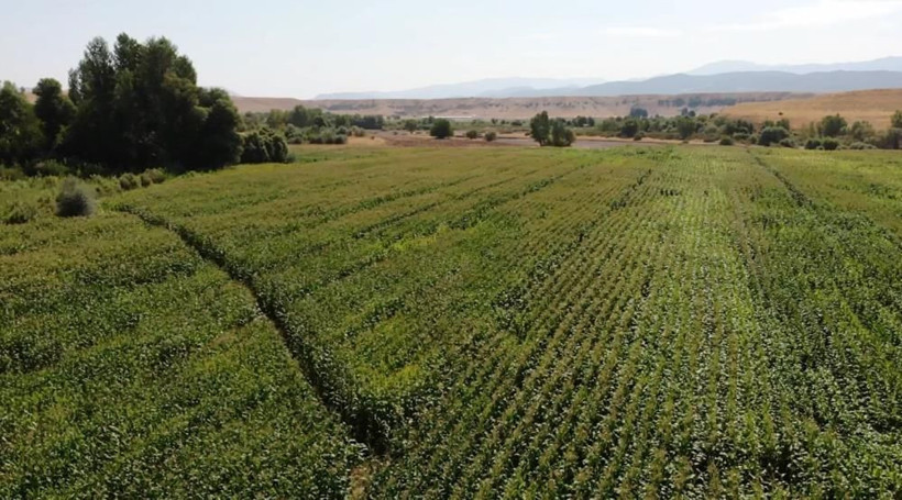 'Burada ürün alamazsın' dediler Bingöl'de 30 yıldır boş araziye ekti kazancı dudak uçuklattı - Resim: 2