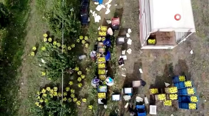 Dünyada rakibi yok kilosu 10 TL! Sakarya'da yetiştiriliyor Almanya Rusya ABD'den sipariş yağıyor - Resim: 4