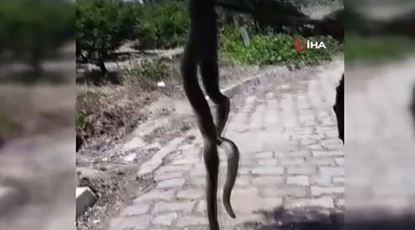 Çilek tarlasında yılan dehşeti! 2 buçuk metrelik yılan yürekleri ağıza getirdi - Resim: 3