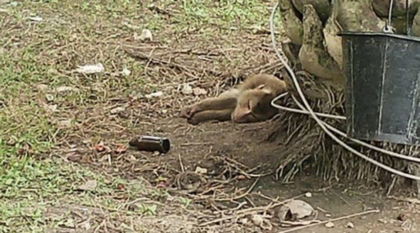 Tayland'ın işçi köleleri: Maymunlar - Resim: 2