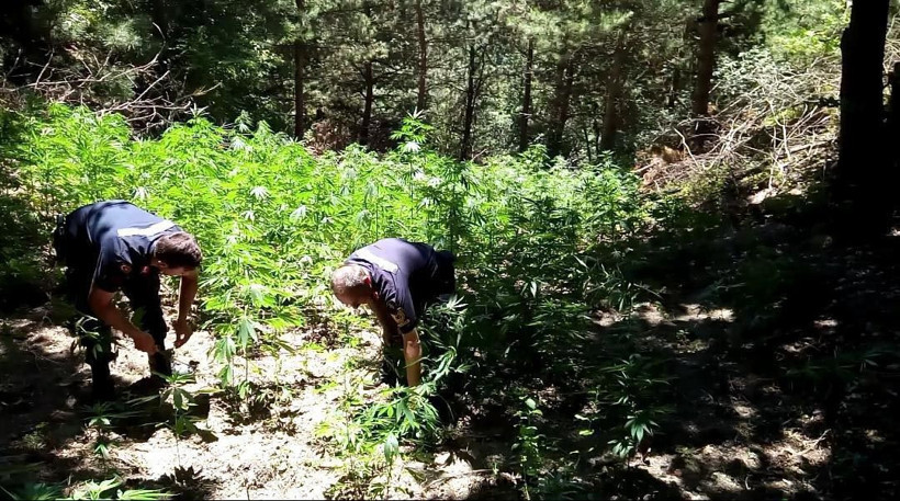 Ormandaki Hint keneviri tarlaları imha edildi - Resim: 1