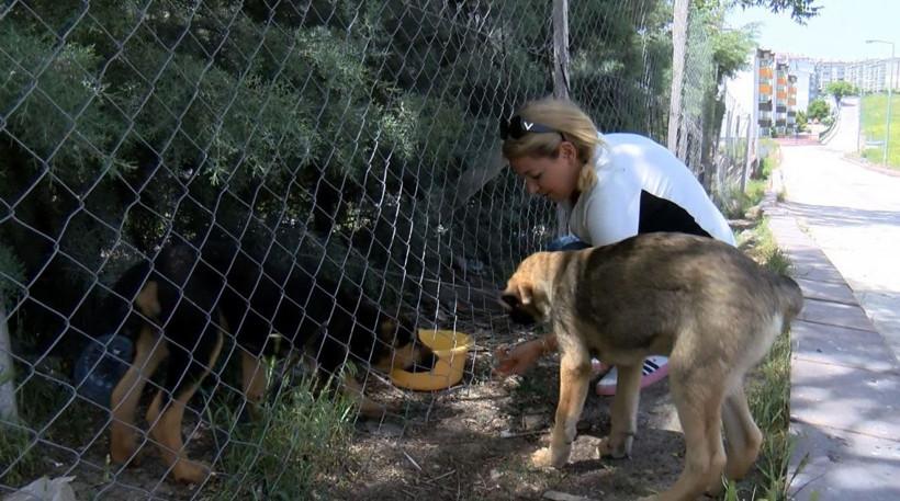 Ankara'da köpek besliyor diye kadına soğan patatesle saldırdılar - Resim: 1