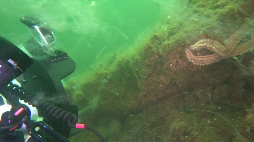 Marmara Denizi doğal felaket yaşıyor Prof. Mustafa Sarı kötü haberi verdi - Resim: 1
