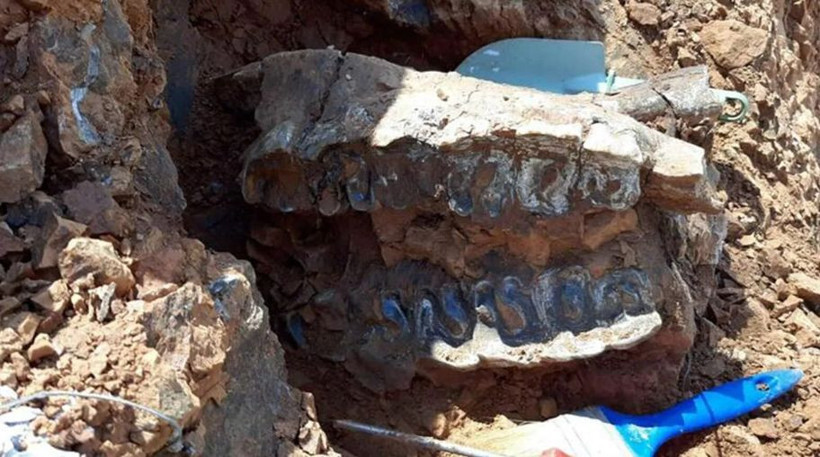 Denizli'de hayrete düşüren keşif! 8 milyon yaşındaki 4 dev! - Resim: 3