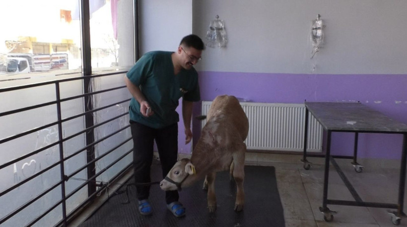 Kars'ta buzağılarda koronavirüs çıktı! Vatandaş korkudan buzağıları bırakıp gitti - Resim: 3