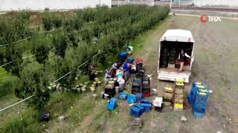 Dünyada rakibi yok kilosu 10 TL! Sakarya'da yetiştiriliyor Almanya Rusya ABD'den sipariş yağıyor - Resim: 2