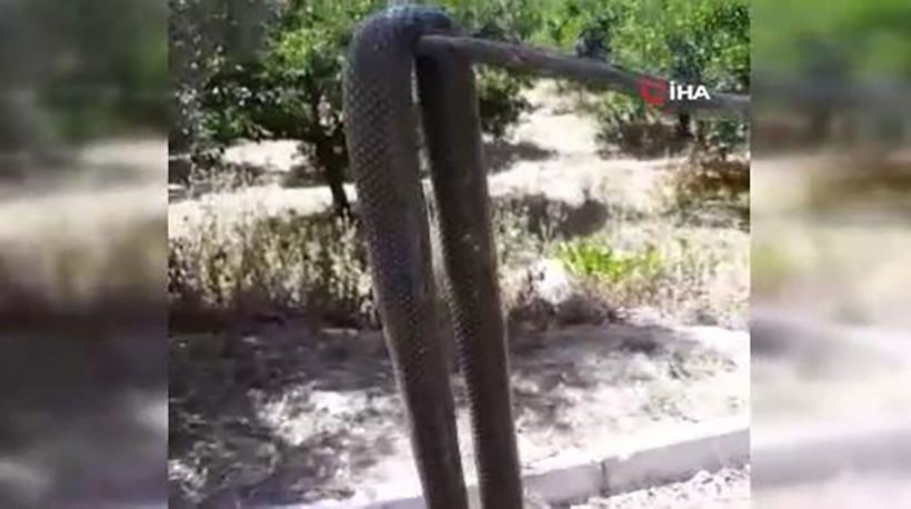 Çilek tarlasında yılan dehşeti! 2 buçuk metrelik yılan yürekleri ağıza getirdi - Resim: 1