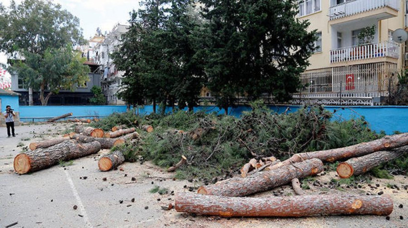 65 yıllık ağaçlar 'alerji yapıyor' diye kesildi - Resim: 1