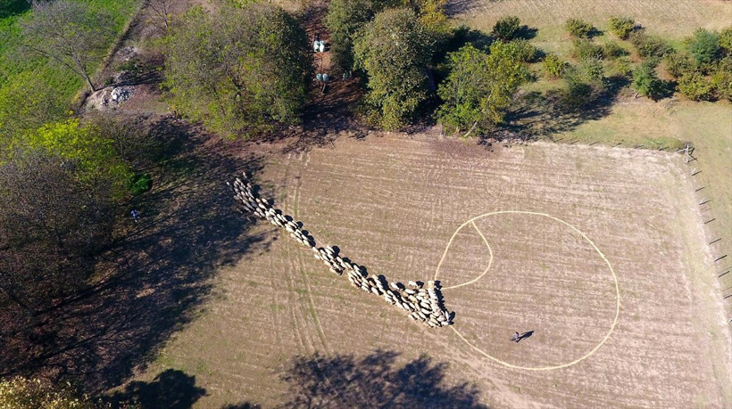 Köyde sayılarla oynayan çobanın inanılmaz yöntemleri! Sıradışı yöntemlerle kar üstüne kar ediyor - Resim: 1
