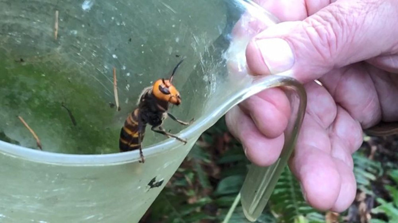 Doğa intikam alıyor! Koronavirüsün ardından şimdi de katil arısı - Resim: 1